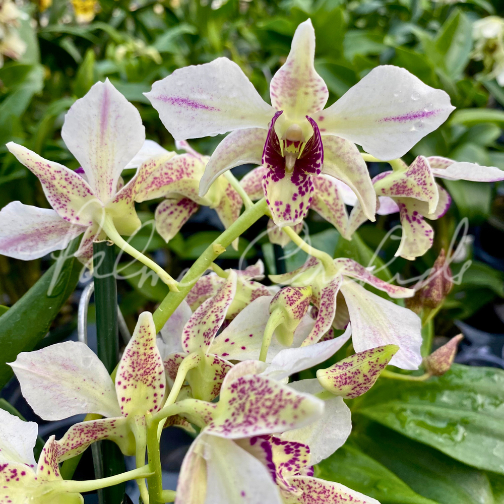 Den. Roy Tokunaga — Palmer Orchids